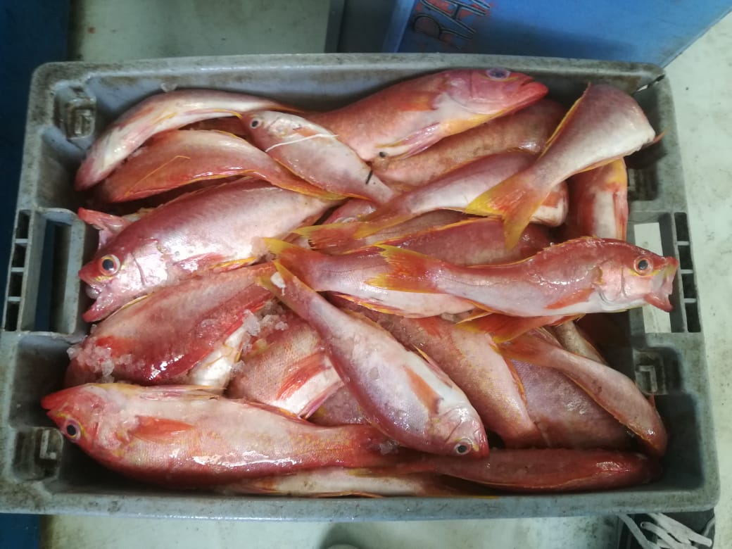 IpiapEcuador's tweet photo. Investigadores del @InpEcuador realizan muestreo biológico de #Rabijunco desembarcado en el puerto artesanal #SantaRosa, se encontraron peces entre 25 y 38 centímetros de longitud total #InpInvestiga 🐟🐟🐟 https://t.co/DDpGmLfoIi