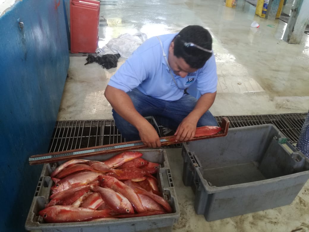 IpiapEcuador's tweet photo. Investigadores del @InpEcuador realizan muestreo biológico de #Rabijunco desembarcado en el puerto artesanal #SantaRosa, se encontraron peces entre 25 y 38 centímetros de longitud total #InpInvestiga 🐟🐟🐟 https://t.co/DDpGmLfoIi
