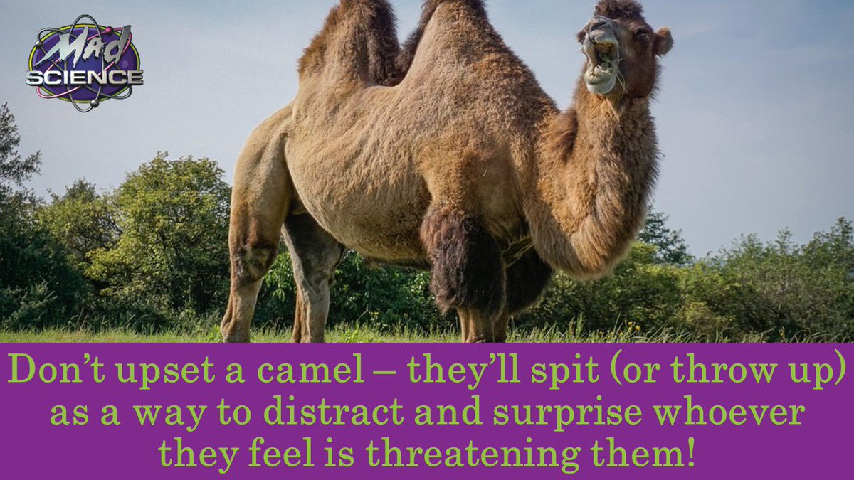 MadScienceSD's tweet photo. Camels have wide feet like snowshoes but for sand, a humped back full of fat as food storage, and a split upper lip that can move independently of each other - almost like fingers! https://t.co/luccqxhzQW