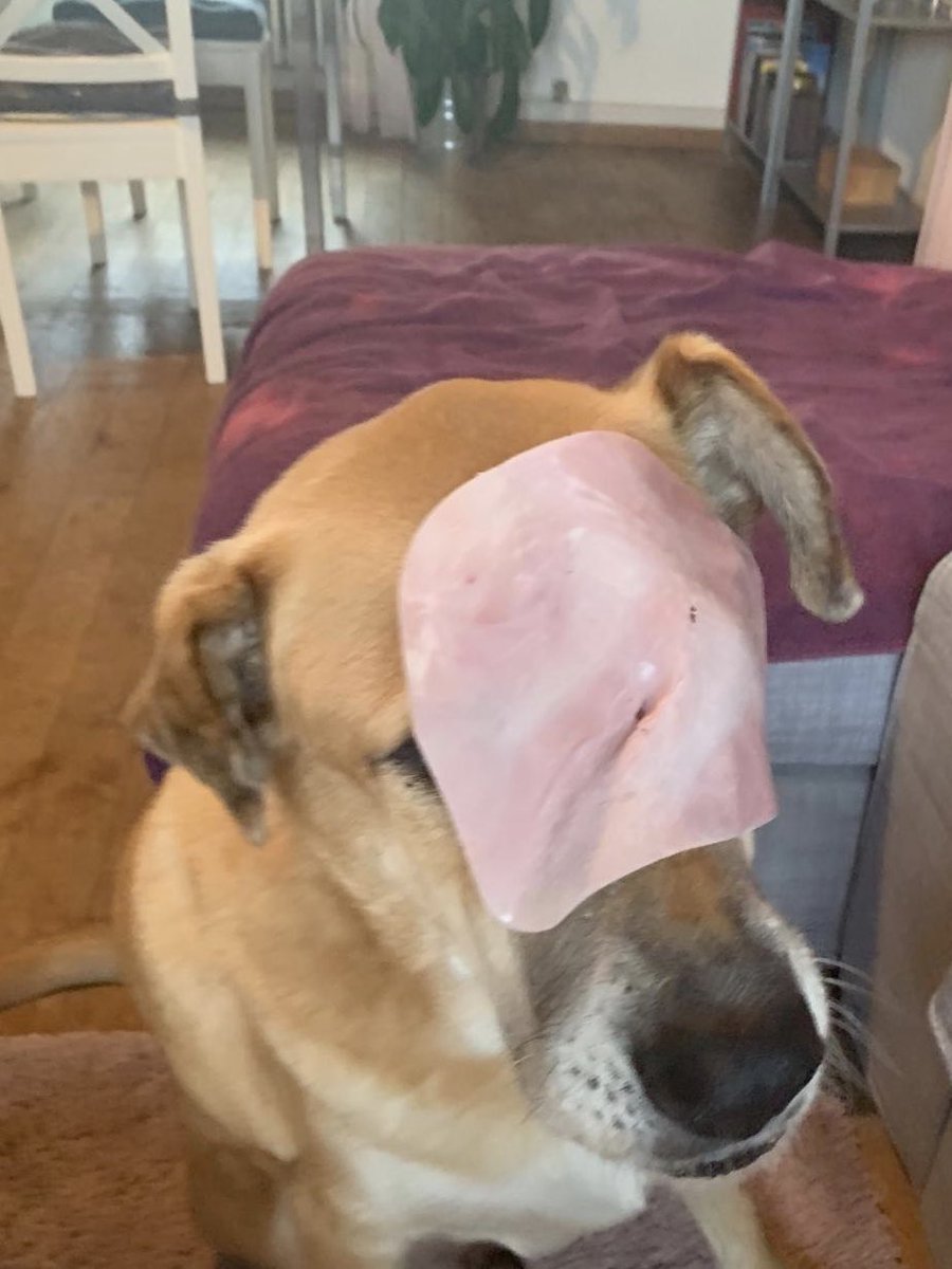 Susanne81's tweet photo. #poordog #poordoggie #dog #dogoftwitter #prayfordog https://t.co/mMzBgbgzt8