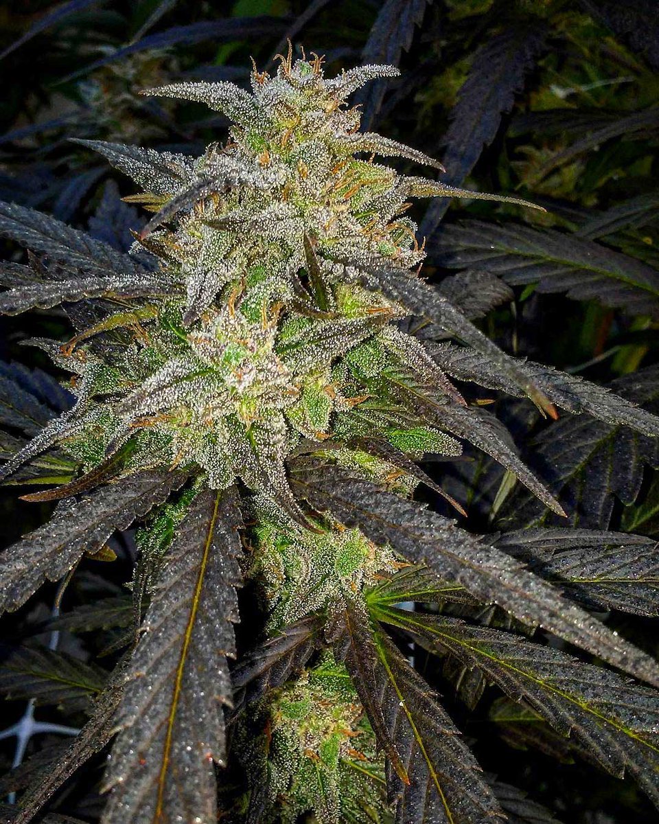 EQGenetics's tweet photo. โAfrican Jack by Equilibrium Genetics is probably my favorite sativa of the year. Uplifting, giggly, clean, clear high with citrusy, spicey, hazey, aromas accompanied by hints of menthol, eucalyptus, and camphor all to be found in a pack or two of seeds.โ โBrian #eqgenetics https://t.co/Y4QOG46pz9