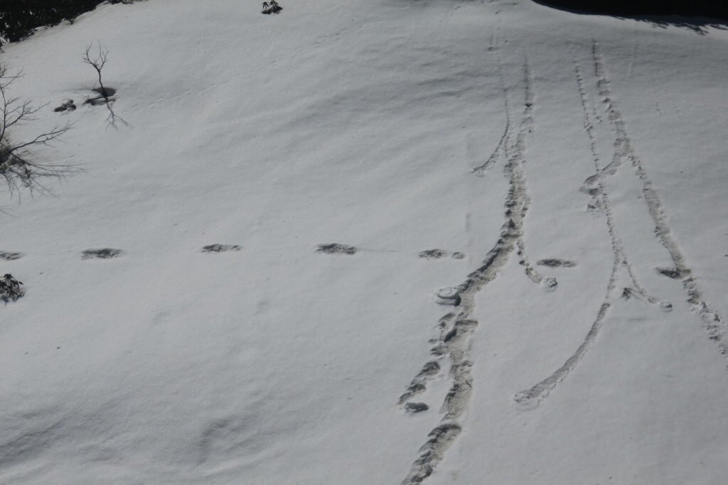 For the first time, an #IndianArmy Moutaineering Expedition Team has sited Mysterious Footprints of mythical beast 'Yeti' measuring 32x15 inches close to Makalu Base Camp on 09 April 2019. This elusive snowman has only been sighted at Makalu-Barun National Park in the past.