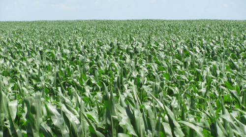 landhub's tweet photo. Hutchinson County Farmland in Parkston, SOUTH DAKOTA - More Info: https://t.co/pR6gzqWeIv 876.2 #TILLABLE ACRES, ON TAR ROAD AND CLOSE TO ELEVATORS. $150,000 WORTH OF #field TILE JUST INSTALLED. PRODUCTIVITY INDEX 81.2. 180-200 BUSHEL PER ACRE #corn YIELDS. https://t.co/jqdAMOfQwR