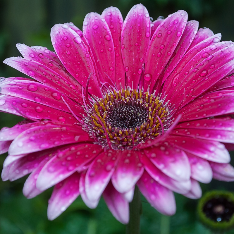 Wessexgrounds's tweet photo. Love Gerberas - especially pink ones! #WGS #pinkgerberas #beautifulflowers #horticulture #landscaping https://t.co/59G1WZKrCt