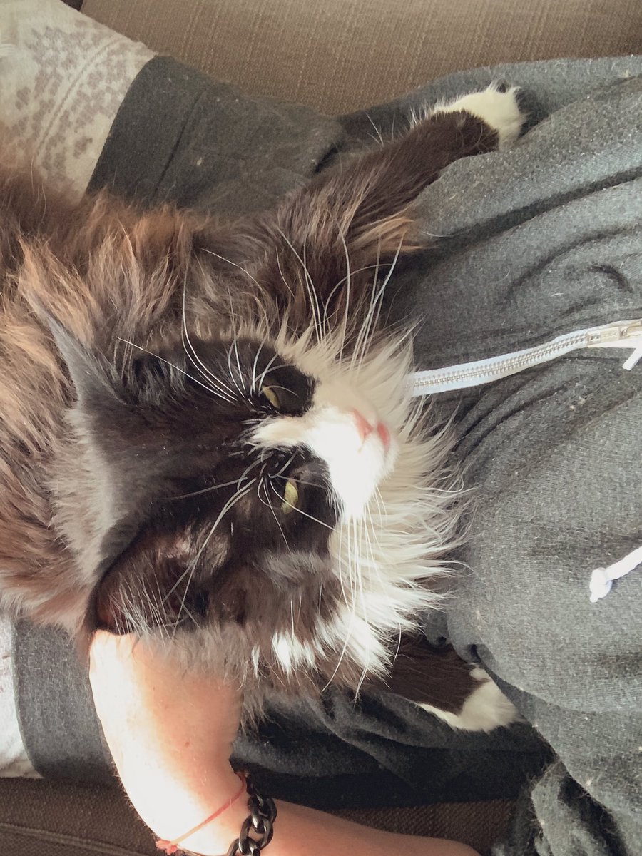 kimjeroense's tweet photo. Excuse me while I show you my cat. Napping. Whilst actually giving me one huge ass hug 😂 #bigasscat #lithesome https://t.co/KNm997BEzi