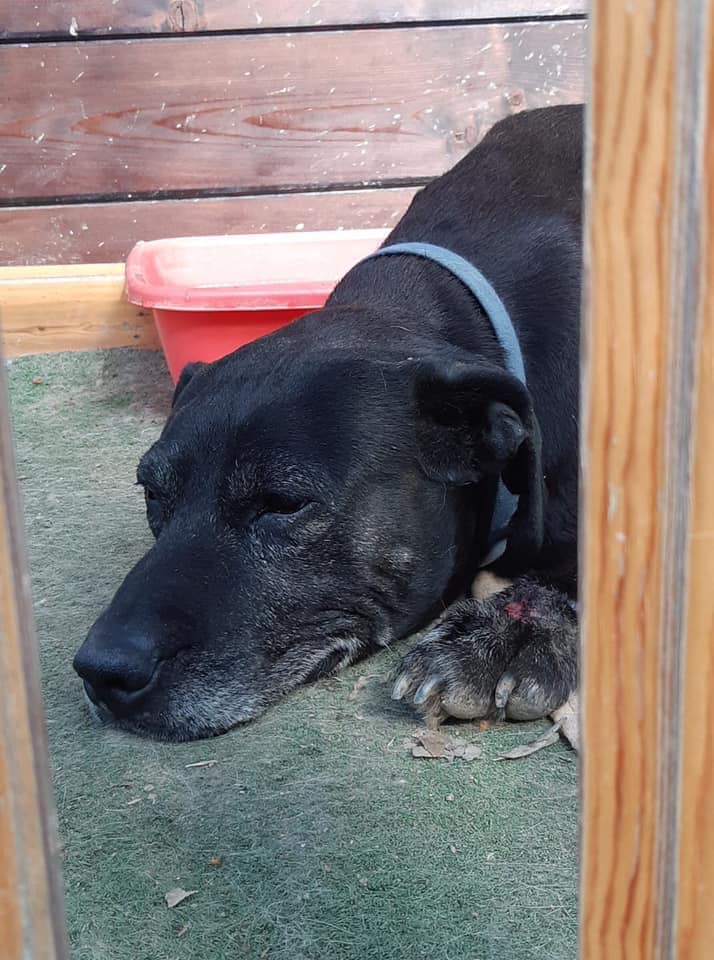 MunaronLuisella's tweet photo. Jack, 13 anni, è rimasto solo al mondo e dopo la morte del suo amato umano, non se lo fila proprio nessuno. Vorremmo regalare gli ultimi anni di vita serena  a questo tesoro di cane tanto buono quanto sfortunato.  Si trova in rifugio a Quarrata. Per ogni info 3385320559 ❤️ https://t.co/dpuOcWZJoV