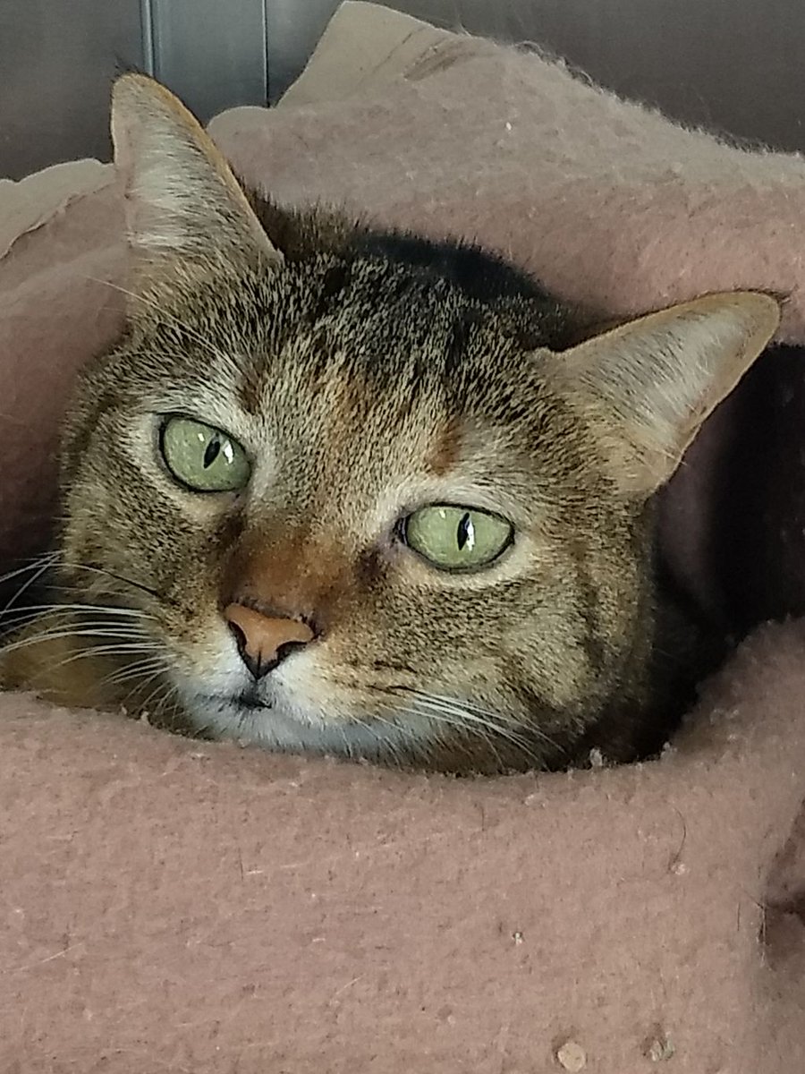 CentralCatON's tweet photo. Vera is all tucked in, nice and warm on this rainy Monday. Vera hopes everyone has a great week! 😺🌧☔️ https://t.co/liXQ0SAT01
