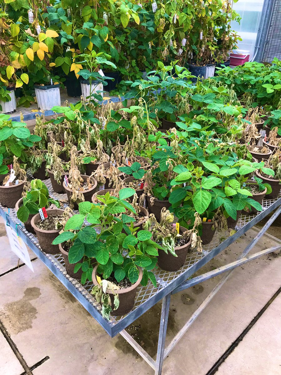 BisonBeanDoc's tweet image. Is it obvious that genetics are important in managing white mold??