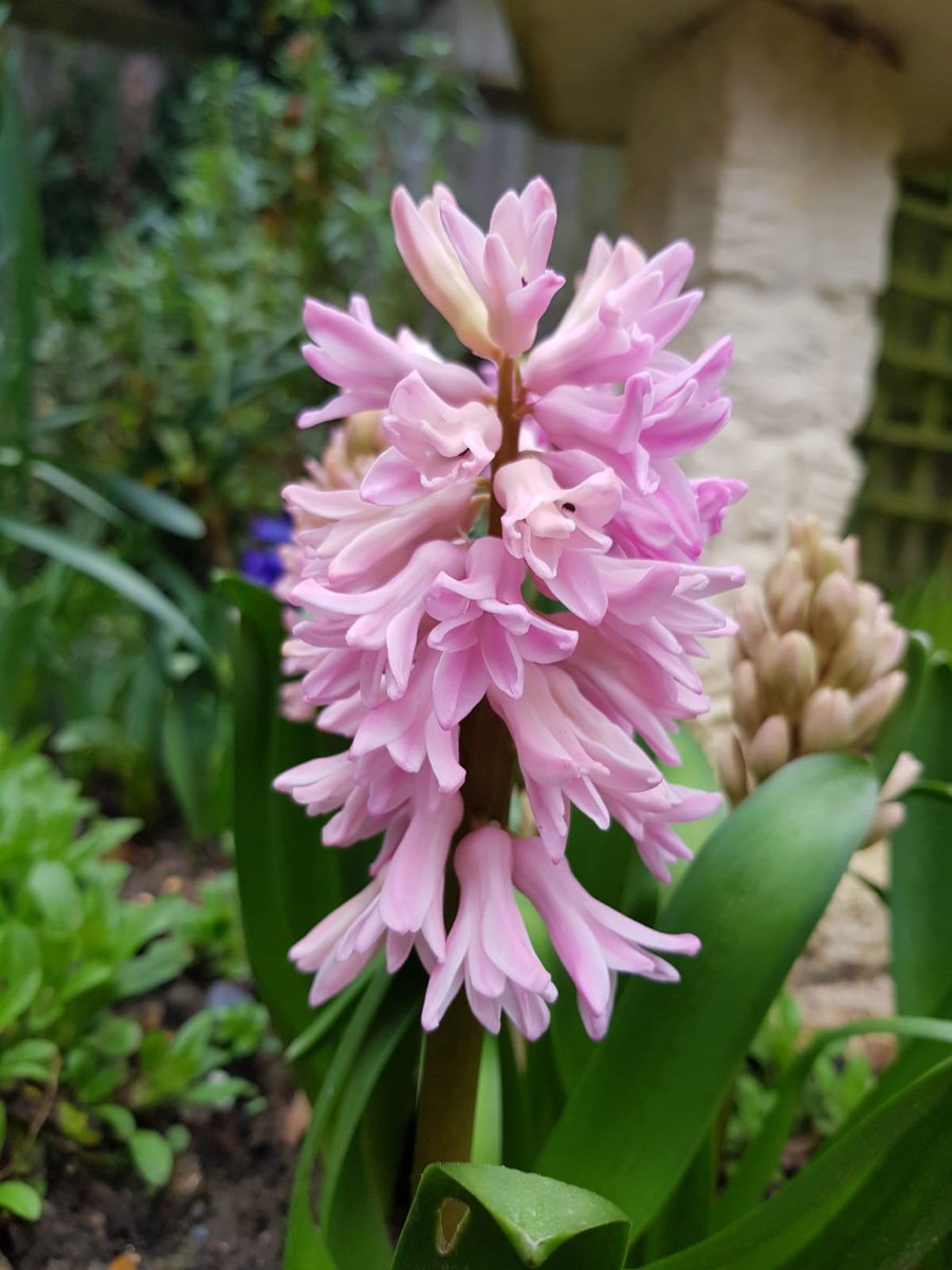 I planted these last November,  on  bitterly cold day.  They have been bringing me joy every day for the last few weeks. A reminder that sometimes we don't see the results of the time we have invested immediately.