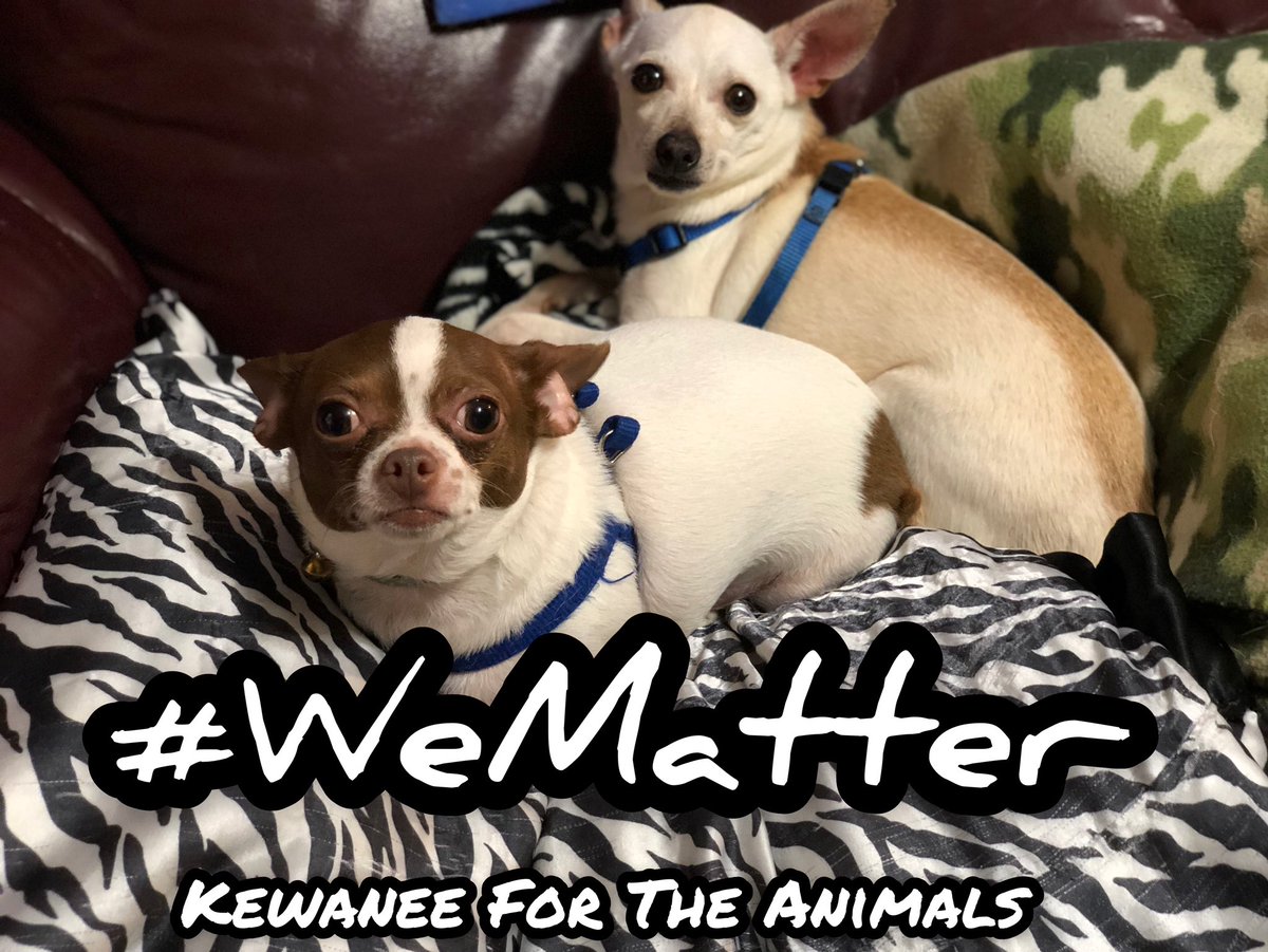 Kewanee4Animals's tweet image. #WeMatter #CheechStrong #PoppyTalk