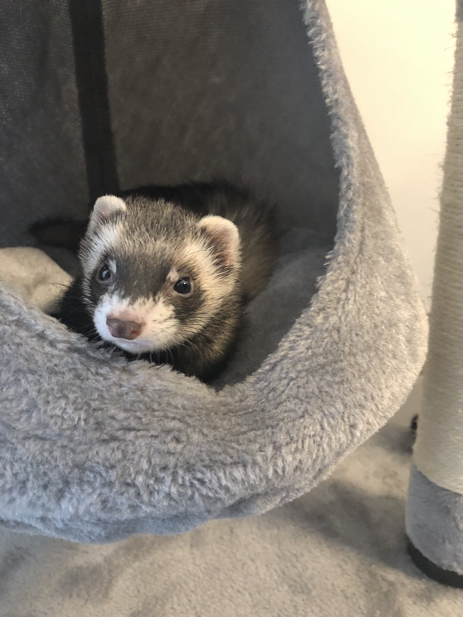 SrtaLyna's tweet photo. Hoy es el día del animal y quiero festejarlo mostrándoles a los bebés hermosos de la casa 💖 nuestras mascotas son parte de nuestra familia, cuídenlas y denle amor cada día. Hacer que sus vidas sean maravillosas es el mejor regalo que les podemos dar https://t.co/5QOlePDcsV