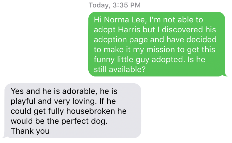 MadelineAwesome's tweet photo. shout out to Norma Lee at the Pomeranian rescue who is keeping me updated on Harris's situation #SaveHarris #UrinatesOutHisButt #Runny https://t.co/51UXEg1xdX