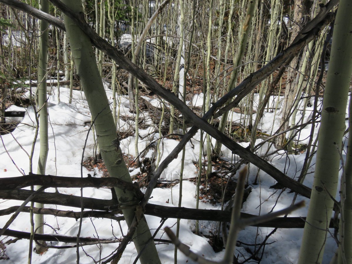 SasquatchJourn1's tweet image. Loads of 'X's' in this area - from Saturday's trip #Treestructure #Bigfoot #sasquatch #Myths #Legends #Cryptids