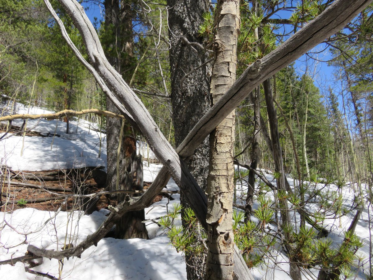 SasquatchJourn1's tweet image. Loads of 'X's' in this area - from Saturday's trip #Treestructure #Bigfoot #sasquatch #Myths #Legends #Cryptids