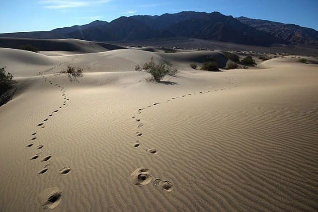 GuillaumeSamie's tweet photo. Death Valley 15 #desert #deathvalley #california #usanationalparks #usa #desertadventures #sanddunes #80d #canon80d #travelphotography #landscapephotography #adventure #hiking #hotday #footpath #photooftheday #instatraveling https://t.co/2rMr1AjjOd https://t.co/JEcdxS2m3B