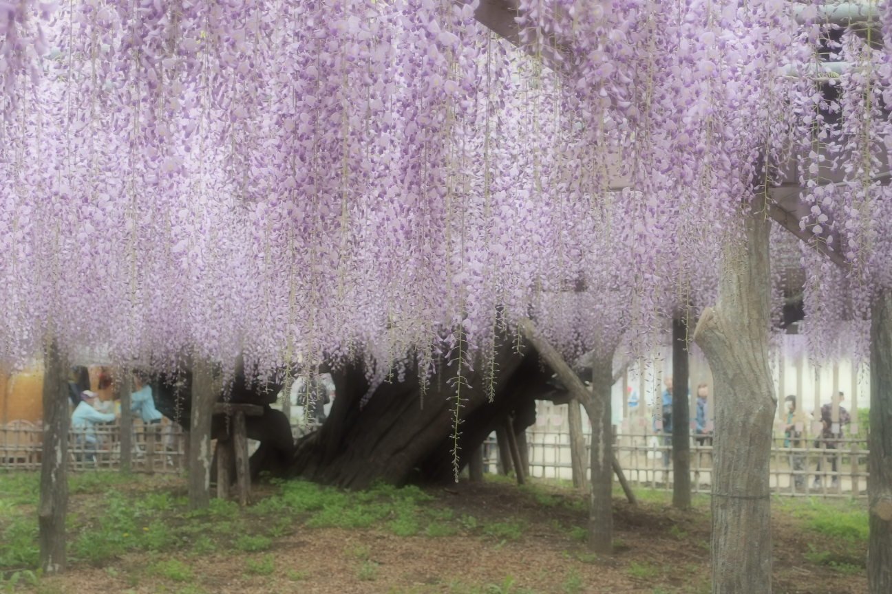 Aria旦那 床屋 旧騎西町 加須市にある玉敷神社 県の特別天然記念物の大藤 もうすぐ見頃です しかも無料です タダはいい 加須市 騎西 玉敷神社 藤まつり ポタリング 藤の花 T Co Vyii3xkcyn Twitter
