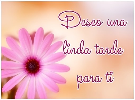 JOSE ✨???????????? on Twitter: "@sandram651 Holaa. Hermosa. !!! Linda tarde. !!!  https://t.co/NlxwCkPlnG" / Twitter