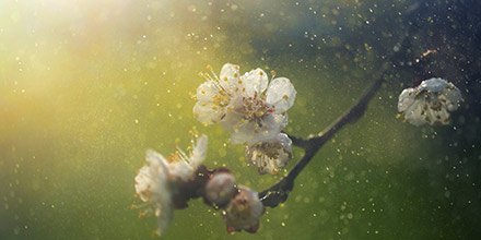 Воздушная пыльца. Пыльца в воздухе. Пыльца цветение.