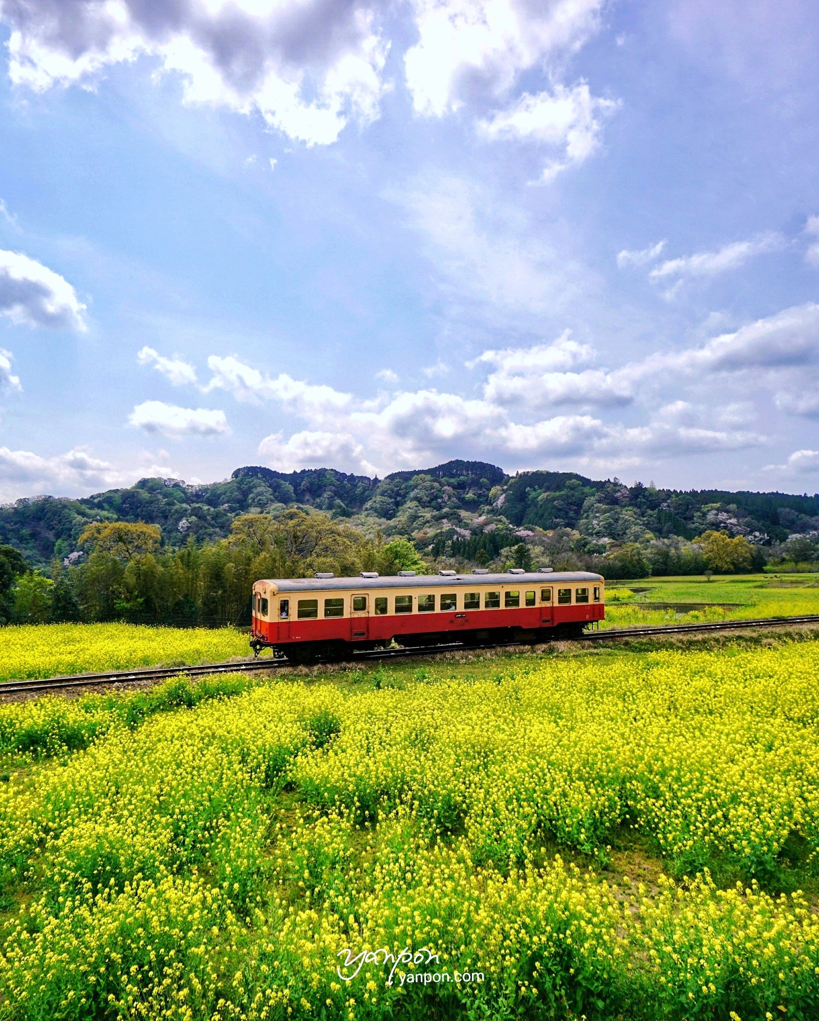 房総の絶景 小湊鉄道 石神の菜の花畑 石神の菜の花畑19 房総を代表する絶景ポイントだが 今年は なんとか咲き出した 菜の花と小湊鉄道 って感じである 撮影 房総の絶景 房総 絶景 千葉県 市原市 小湊鉄道 石神の菜の花畑 T