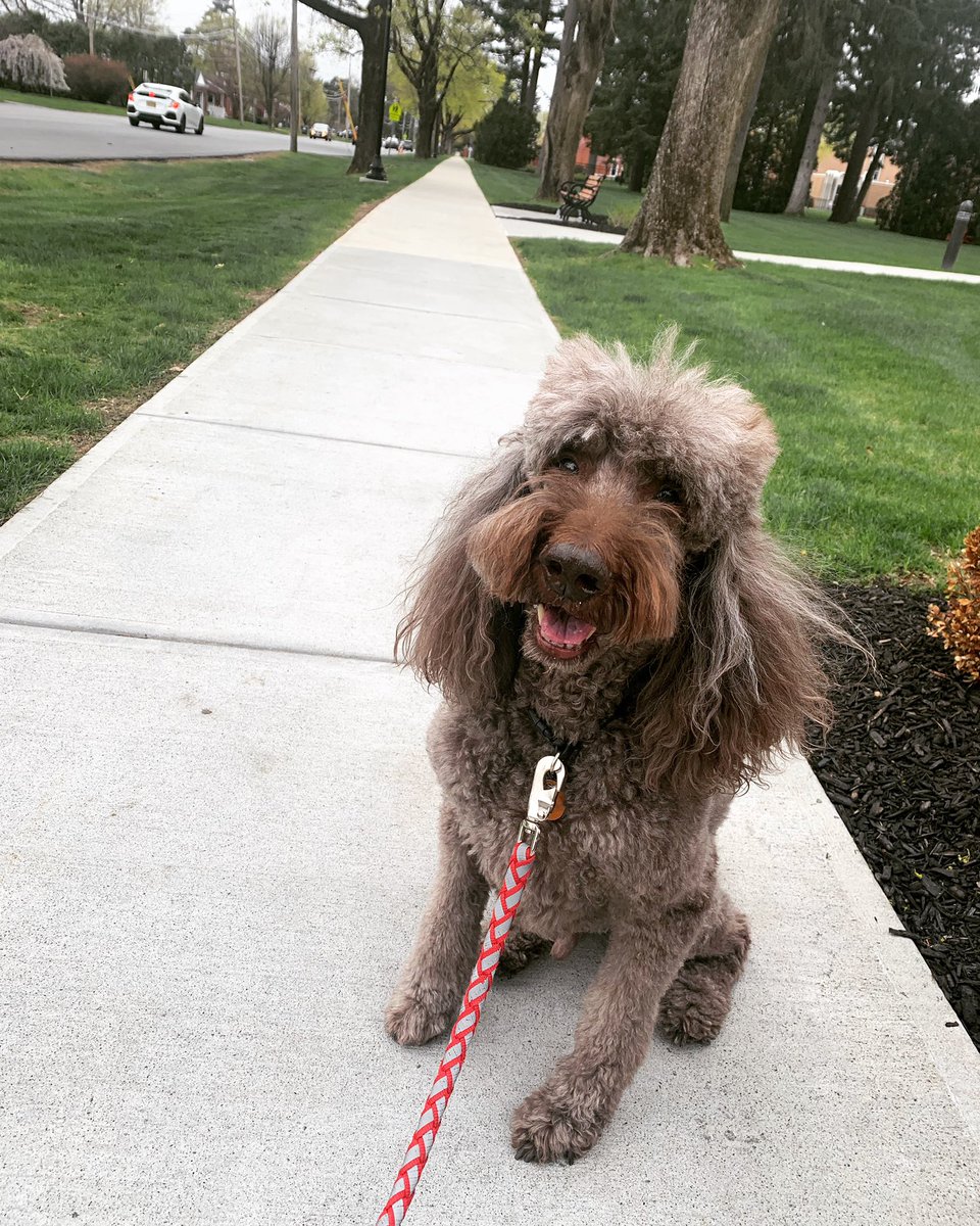 DGercise's tweet photo. Coco is back in town with a fancy new haircut❤️🙌🏻 #newhaircut💇 #cocothepoodle #poodleofinstagram #DOGercise #mondayeveningvibes #cocoisbackintown🐩 https://t.co/Zje8ksRAHZ