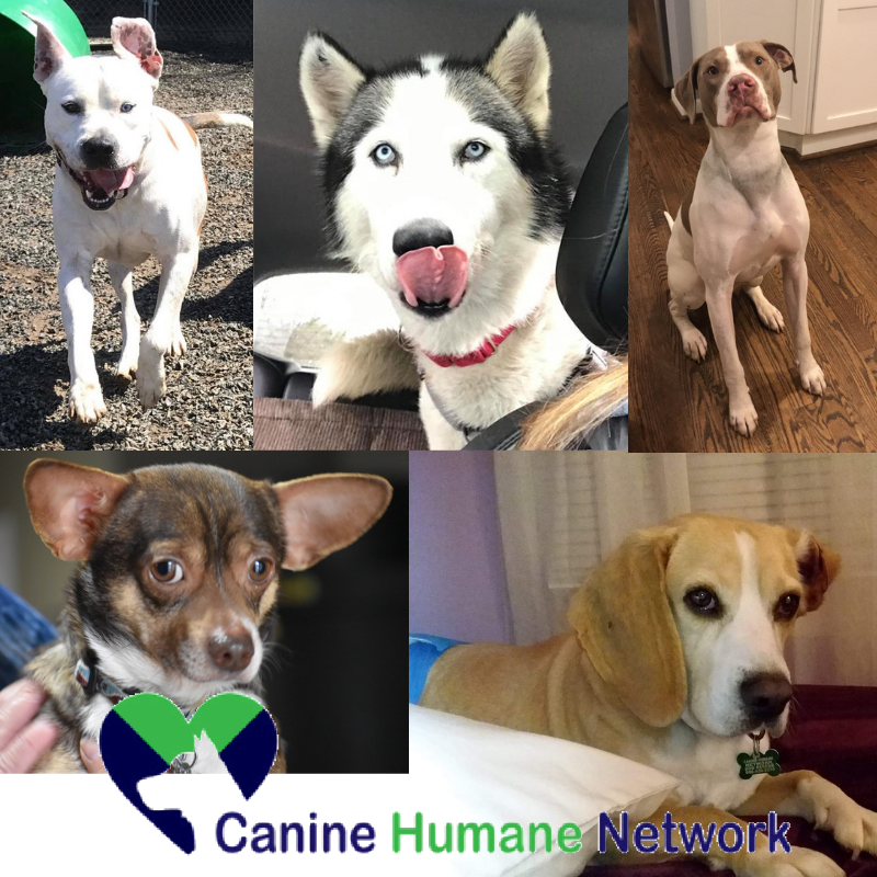 CHNpups's tweet photo. We are still looking for our forever homes! Can you help! Thank you, love and paw, Spud, Storm, Cooper, Chico and Henry! #MCM #Dog #adoptdontshop #rescue #adoptme #shelterpets #rescuedogsarethebestdogs #rescuesrock #chn #chnpups #caninehumannetwork https://t.co/O3angJY8Pb
