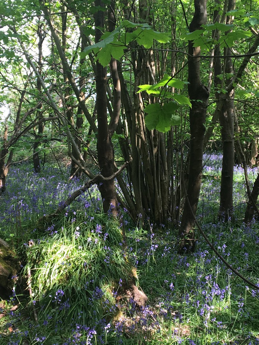 caltew's tweet image. SAS Marlow bluebells are out. #sasprofs #saseeducation