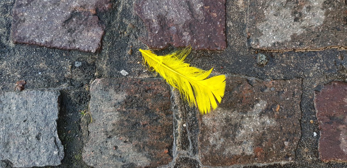 erinjacqgill's tweet image. For #smallbeautieshour, a bit of pavement beauty in #Bristol that stopped me in my tracks