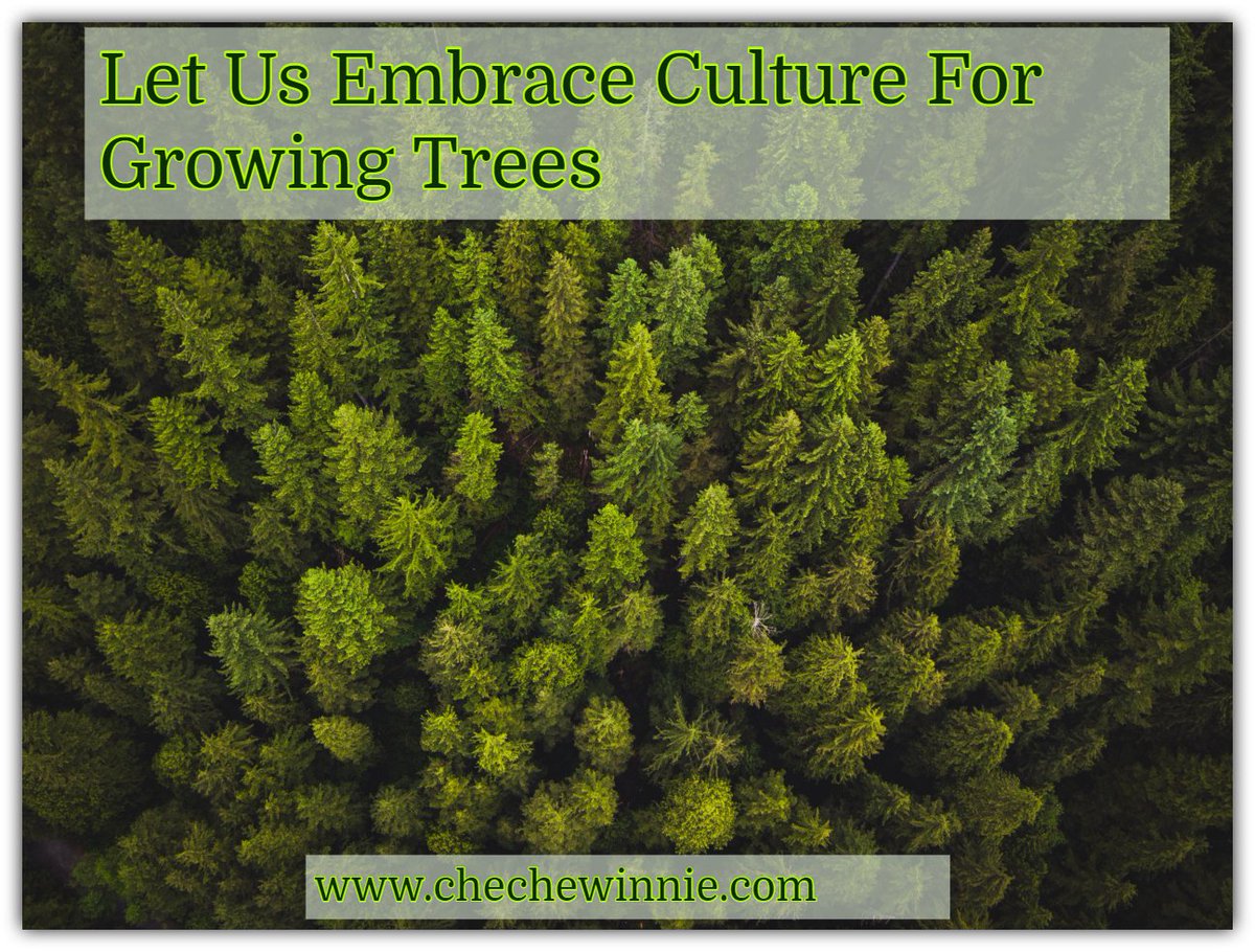 Let us grow trees, just planting them won't be of much help. #ClimateAction #TreeGrowing  #ForestCover #GreeningOurPlanet
chechewinnie.com/let-us-embrace…