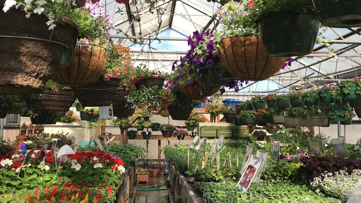 SchDistofMilton's tweet photo. @stacyskemp + our amazing @Milton_FFA students are proud to announce that this year's annual plant sale begins 5/8 from 10am-6pm in the MHS Greenhouse.  Additional dates are: 5/9 and 5/10 from 3pm-5pm, 5/11 and 5/18 from 9am-3pm and 5/25 from 9am-3pm. #Community #MiltonPride https://t.co/HqwVpwd8NE