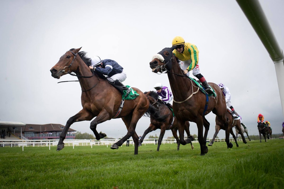 NavanRacecourse's tweet image. Master Of Reality 💥
 
Winner of the @EventsSequence Group 3 Vintage Crop Stakes here yesterday. 

“We’ll train him for a Gold Cup now.” - @JosephOBrien2. 

Could he follow in Stradivarius’ footsteps and bag the million in the @WbysHamilton Stayers’ Million Series? #NavanForm