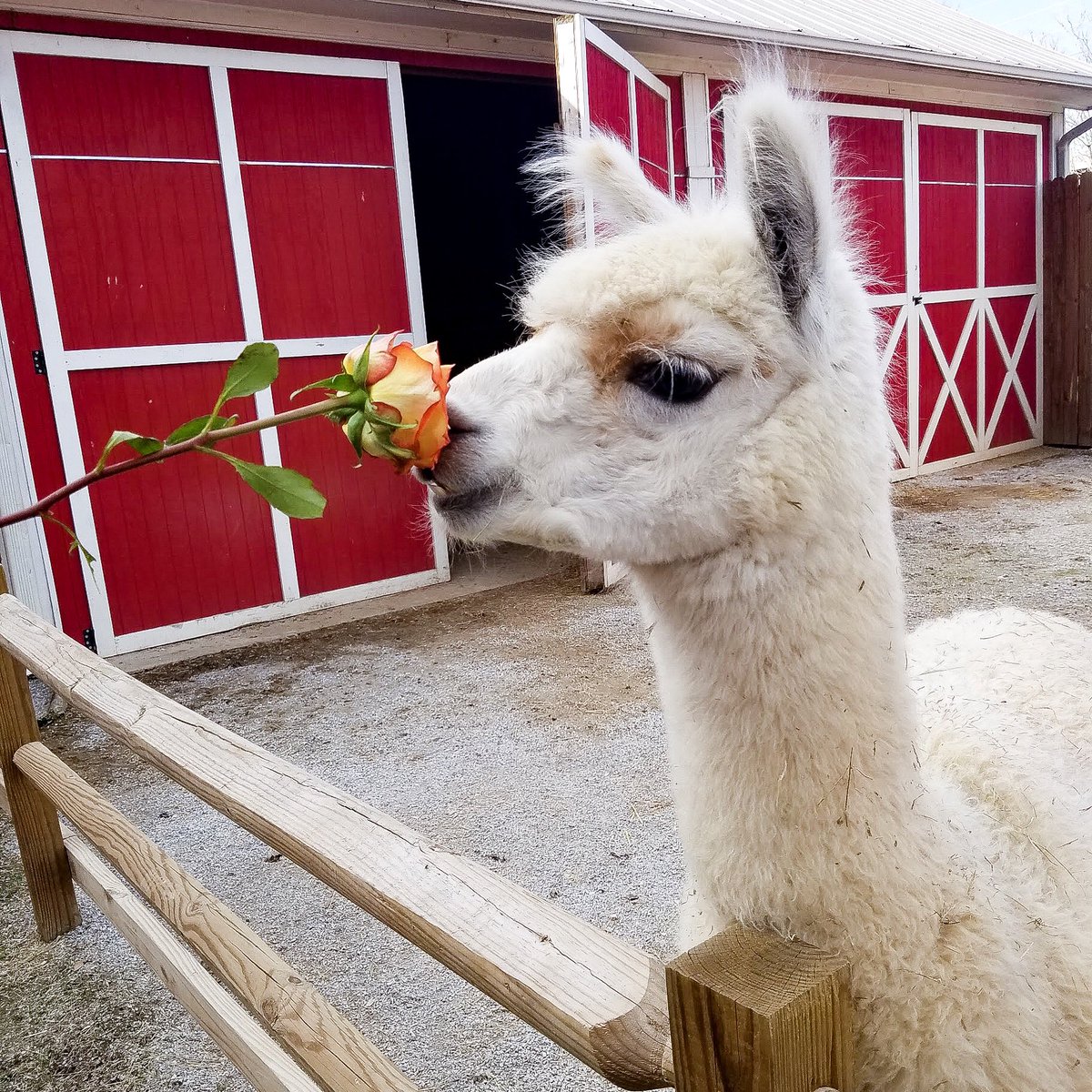 ChattanoogaZoo's tweet photo. April showers bring May flowers! 🌸💐🌻 https://t.co/R43iy020Cg
