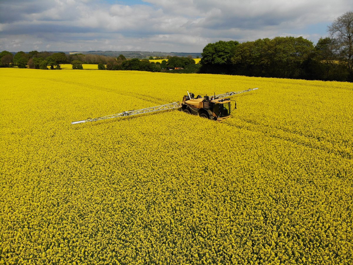 Mid flower rape spray today, nearest to Rogator camouflage. ⁦<a href="/adasYEN/">YEN - The Yield Enhancement Network</a>⁩ ⁦@dekalb_osr⁩ Clearfield Imperial ⁦<a href="/KWSUKLtd/">KWS UK Ltd</a>⁩ Campus ⁦<a href="/CrawfordsMach/">Crawfords</a>⁩ ⁦<a href="/TG_CMP/">Tristan Gibbs</a>⁩