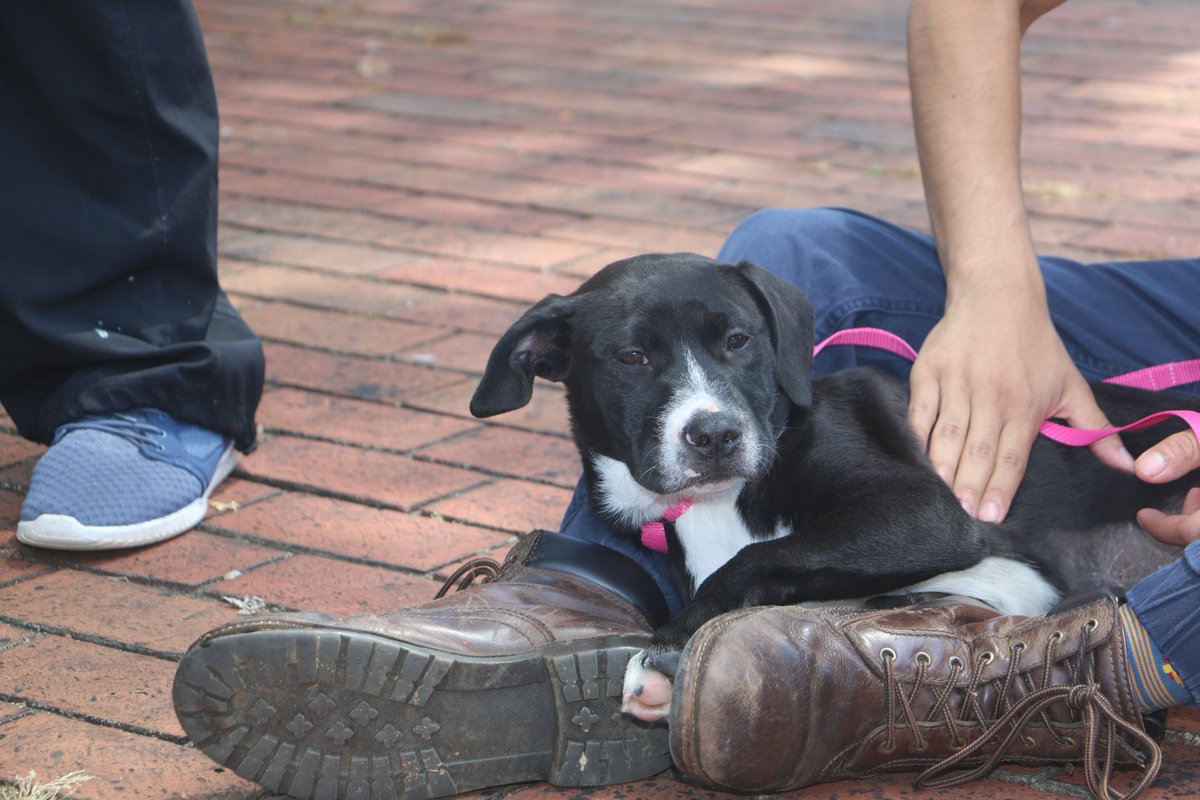 auugamp's tweet photo. βIf the kindest souls were rewarded with the longest lives, dogs would outlive us all.β #pawsanddawgs2019 #destresswithdogs https://t.co/BoxoMf9RBI