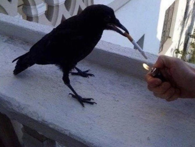prettyluciole's tweet photo. Bran pendant que tout le monde ce faisaient déglingué  #GOTS08E03 https://t.co/92oQhhc8lk