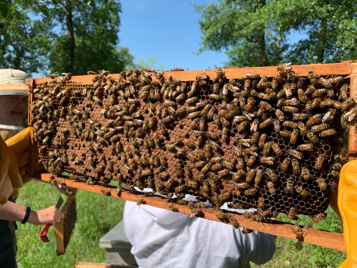 EmergentTree's tweet photo. The ETE staff members have been busy little bees! 
We recently visited @txbeetree where we learned from @twohiveshoney how to communicate and collaborate as well as how to follow the lead of our own queen bees, Mae and Stacy! 🐝🐝
#ETE #teamwork https://t.co/9UZ1E6blrs