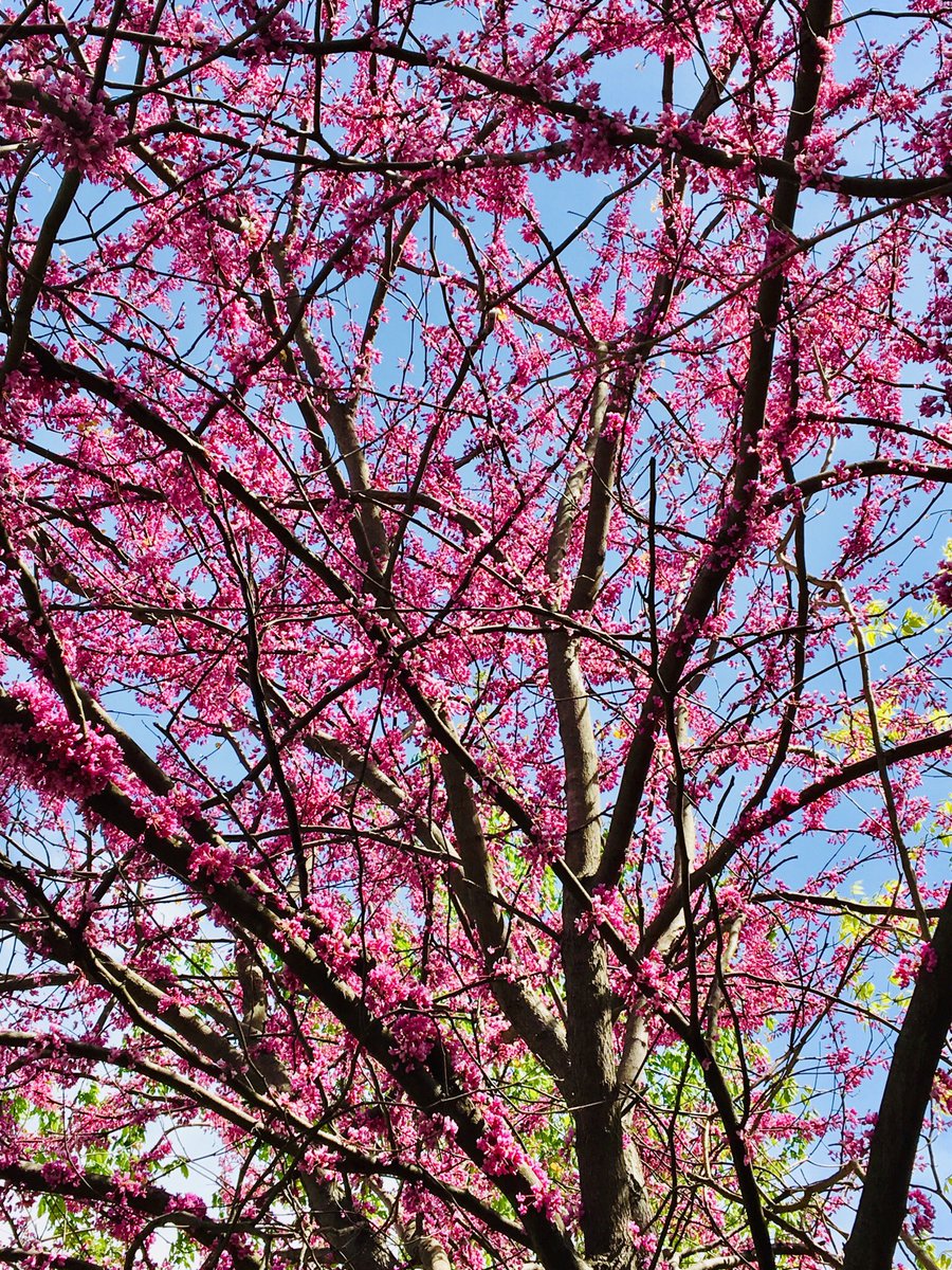BRRootsShoots's tweet image. Introducing Hillside’s youngest patch of forest, Redbud Grove. #earthspaintbrush #treesforourplanet #loveyourmother @BRRSDHillside @RootsandShoots @JaneGoodallInst