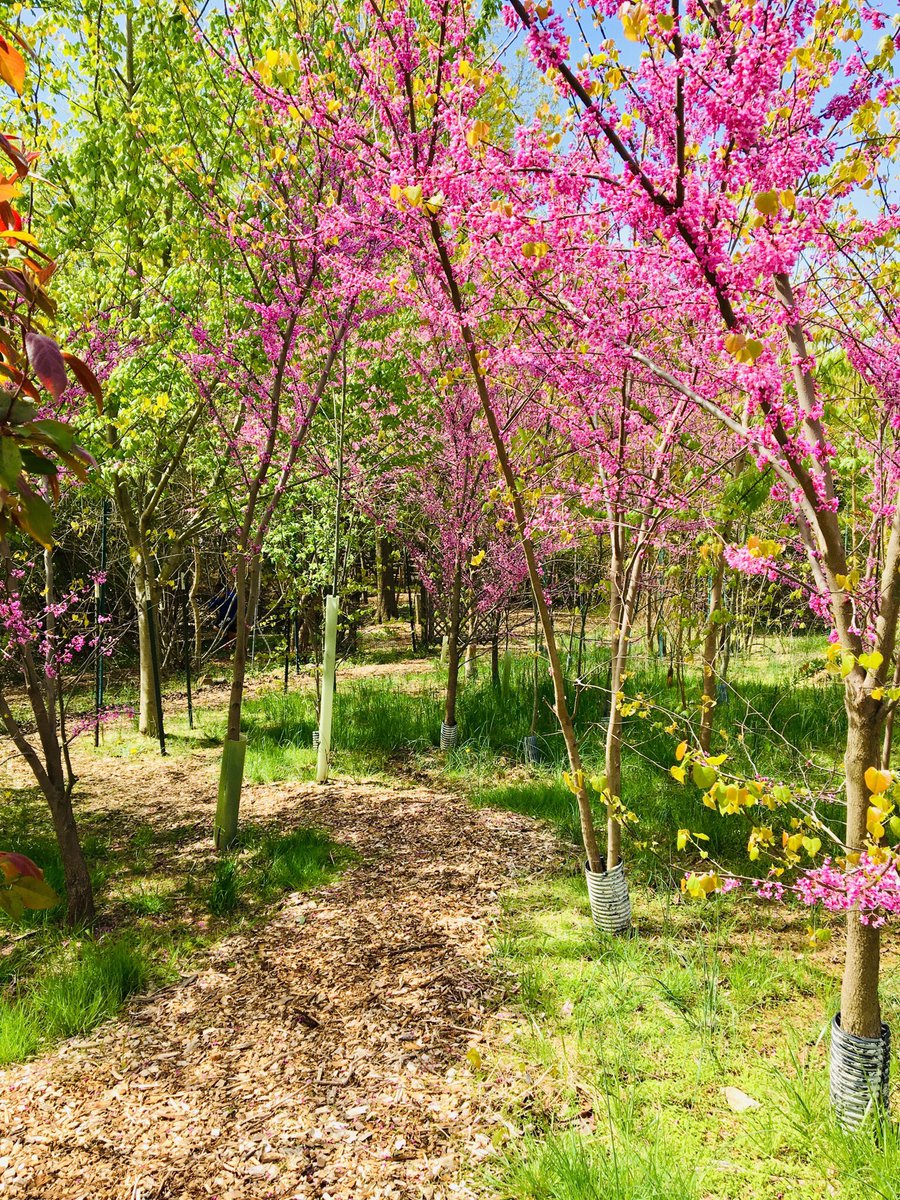 BRRootsShoots's tweet image. Introducing Hillside’s youngest patch of forest, Redbud Grove. #earthspaintbrush #treesforourplanet #loveyourmother @BRRSDHillside @RootsandShoots @JaneGoodallInst