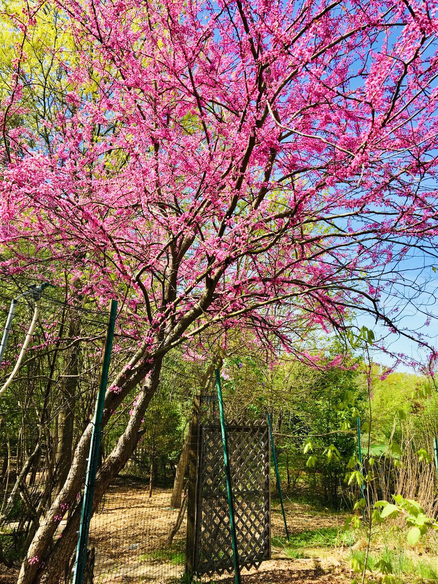 BRRootsShoots's tweet image. Introducing Hillside’s youngest patch of forest, Redbud Grove. #earthspaintbrush #treesforourplanet #loveyourmother @BRRSDHillside @RootsandShoots @JaneGoodallInst