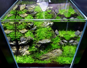 ショートヘアーグラスの植え方や失敗しない育て方 トリミングの仕方も紹介 アクアリウムを楽しもう