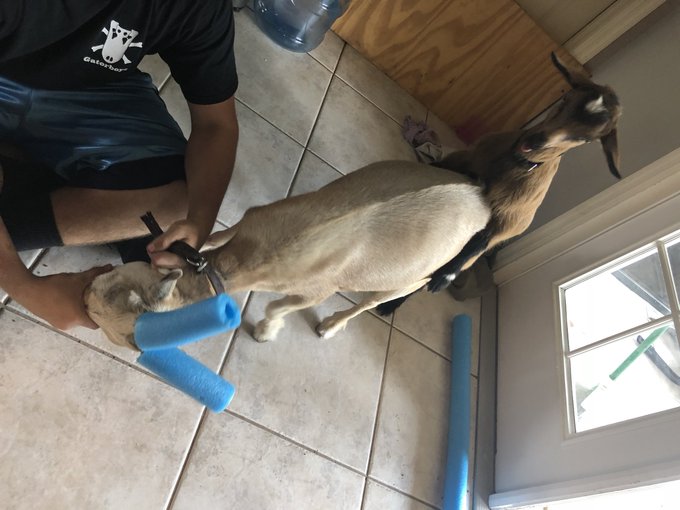 When a goat is a bully to the kids what to do.... let&rsquo;s see. Cone of shame and let the kid &ldquo;practice&rdquo;