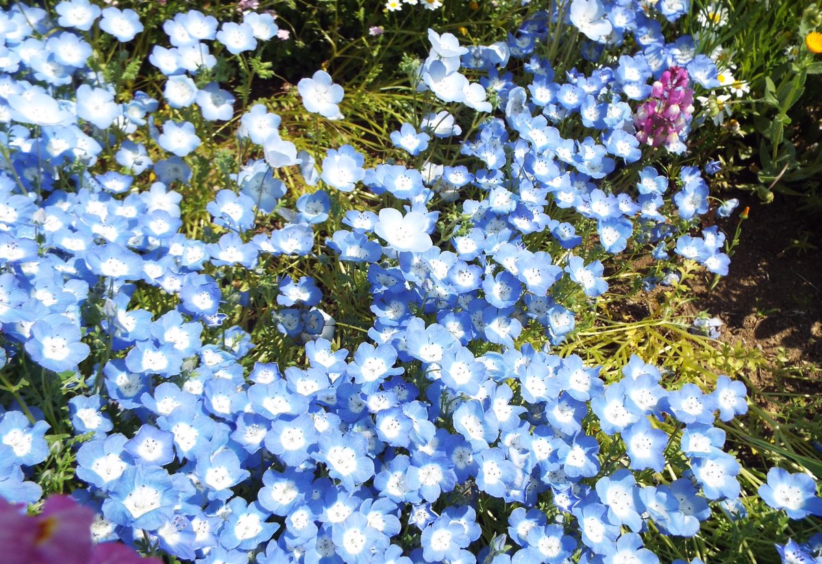 花言葉 X 5月2日の誕生花 Hotワード 花言葉 X 5月2日の誕生花 Hotワード