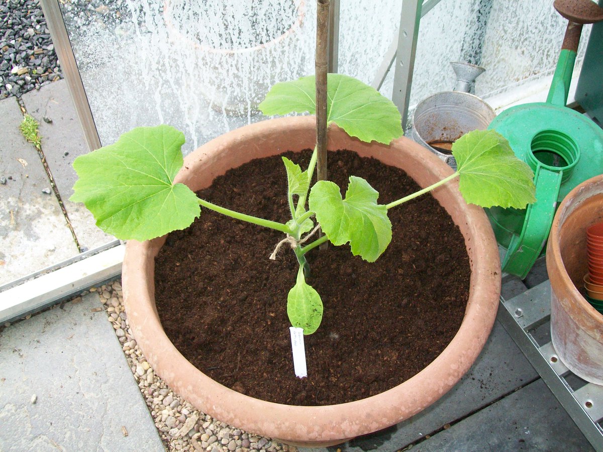 Despite the constant drizzle all day I did manage to plant a few cabbages and cauliflower, as well as final pot a courgette and patty pan squash #gardenshour #gyo