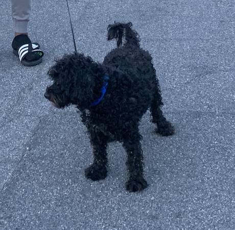 schnoodle craigslist