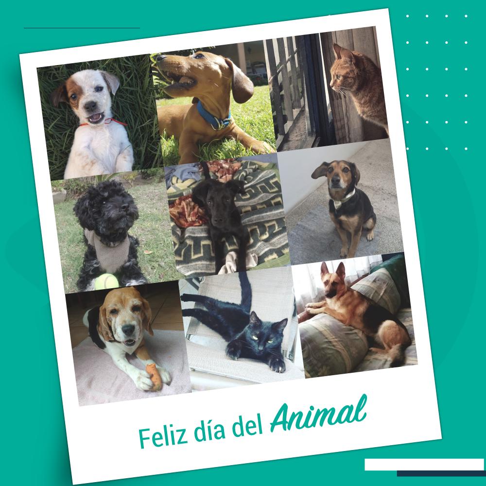 ViewpointsArg's tweet image. En el #DíaDelAnimal les presentamos a los amiguitos peludos de #ViewPoints 🐾 #DíaDePelos ❤