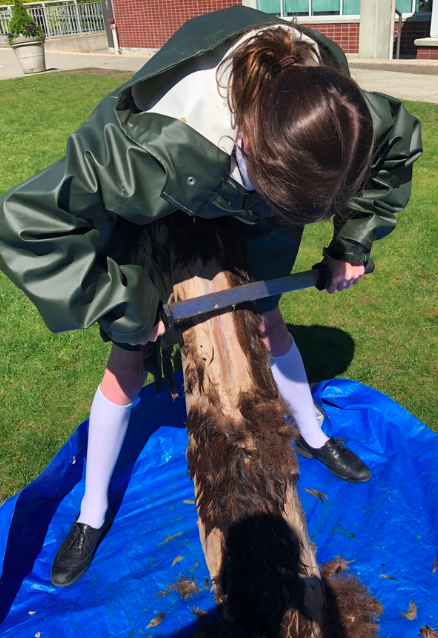 JCampEducator's tweet photo. Monday and it is time for the Grade 6s to scrape the hides that have been sitting in a wood ash bucking solution. The students took turns one after the other scraping the hides. Strangely satisfying work! #bravekids #handsonlearning #GirlPower #ChildrenNature #deerhide https://t.co/Lzi7Bem7DK