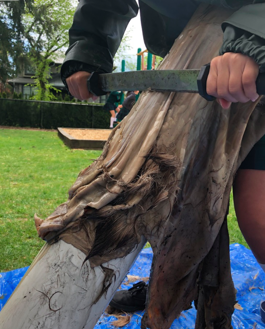 JCampEducator's tweet photo. Monday and it is time for the Grade 6s to scrape the hides that have been sitting in a wood ash bucking solution. The students took turns one after the other scraping the hides. Strangely satisfying work! #bravekids #handsonlearning #GirlPower #ChildrenNature #deerhide https://t.co/Lzi7Bem7DK