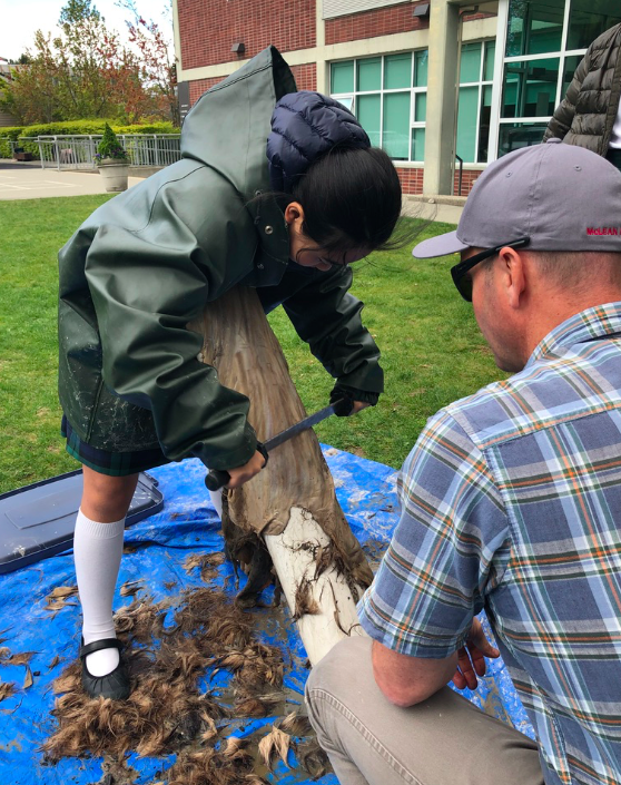 JCampEducator's tweet photo. Monday and it is time for the Grade 6s to scrape the hides that have been sitting in a wood ash bucking solution. The students took turns one after the other scraping the hides. Strangely satisfying work! #bravekids #handsonlearning #GirlPower #ChildrenNature #deerhide https://t.co/Lzi7Bem7DK