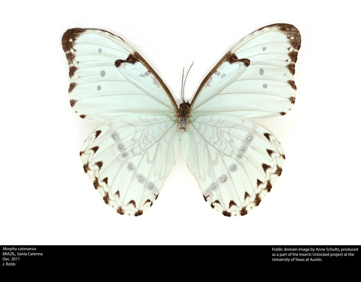 The lovely and elusive white morpho. New public domain image by Anne Schultz!