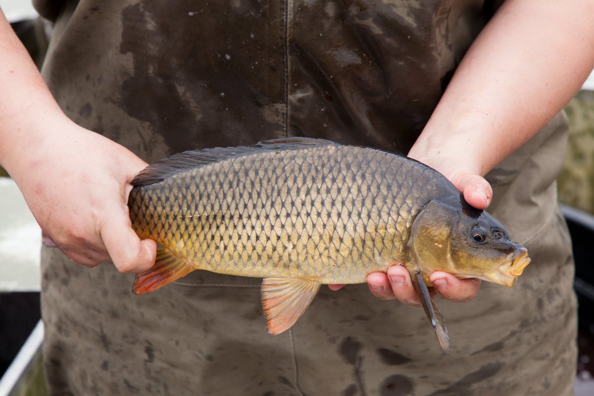 book Numerical solution of algebraic Riccati equations 2012