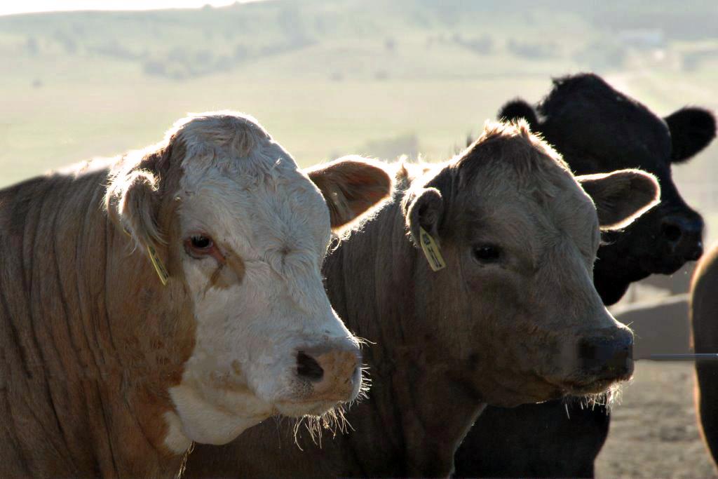 If you’re like us and enjoy spending your day around #cattle, then check out our positions and apply online at bit.ly/ADAMSCareers or share with a friend who might be a fit!
